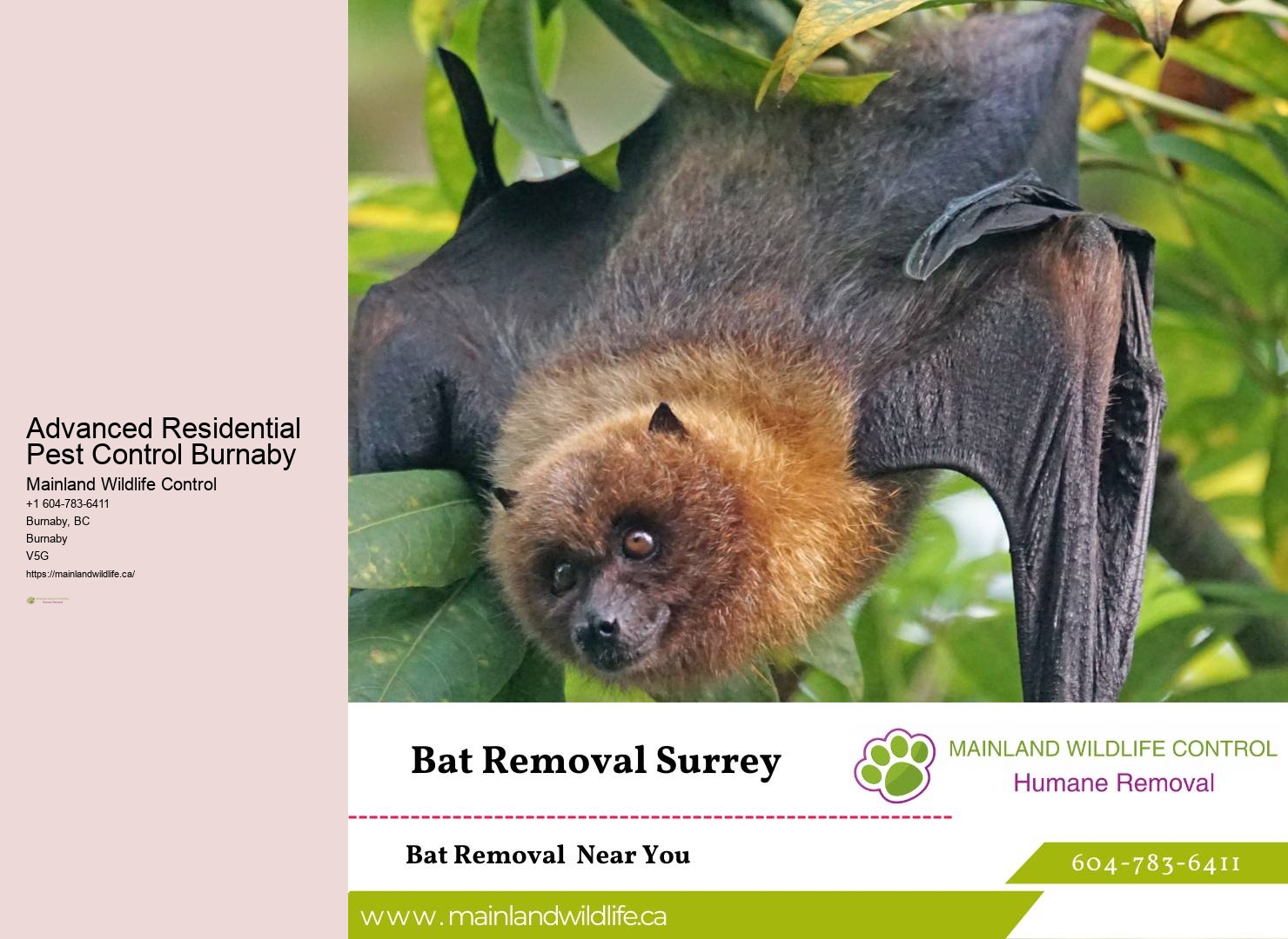 Locally-operated Pest Control Business Burnaby