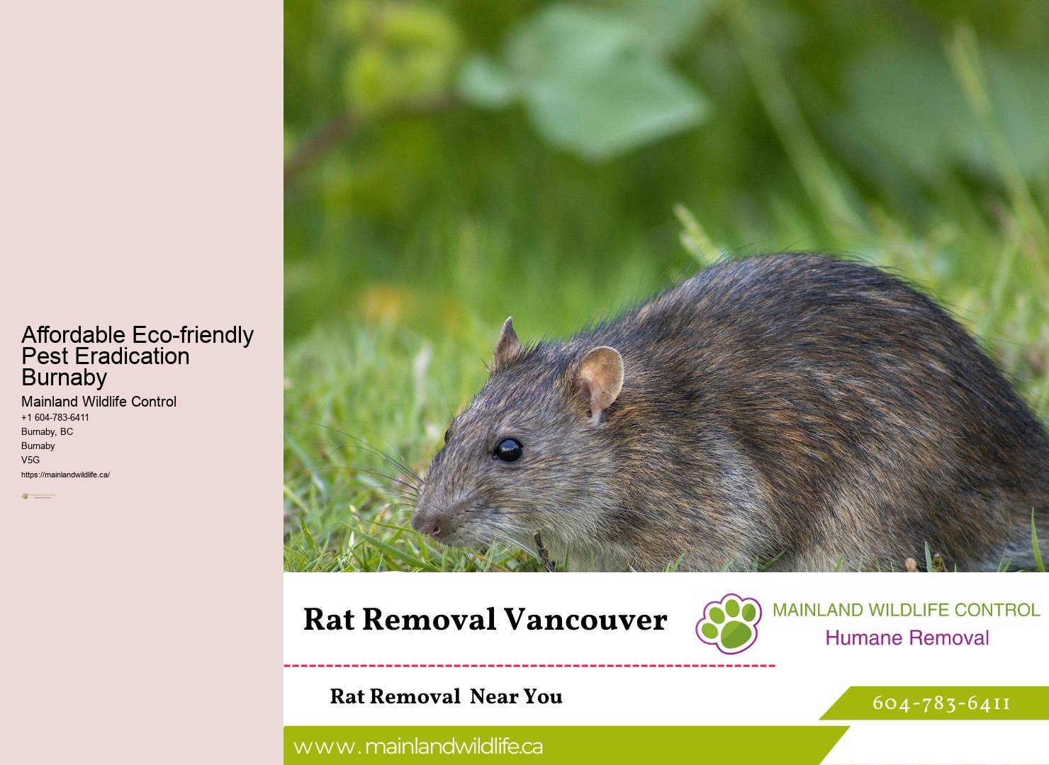 Expert Eco-conscious Pest Eradication Burnaby