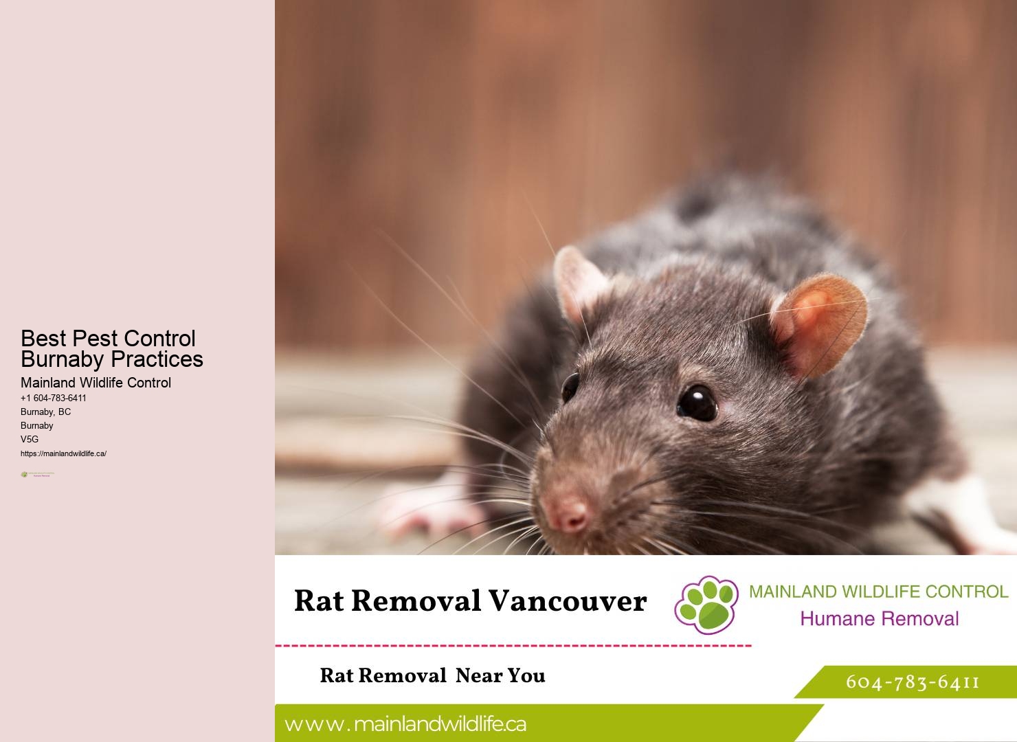 Pest Control Companies Burnaby