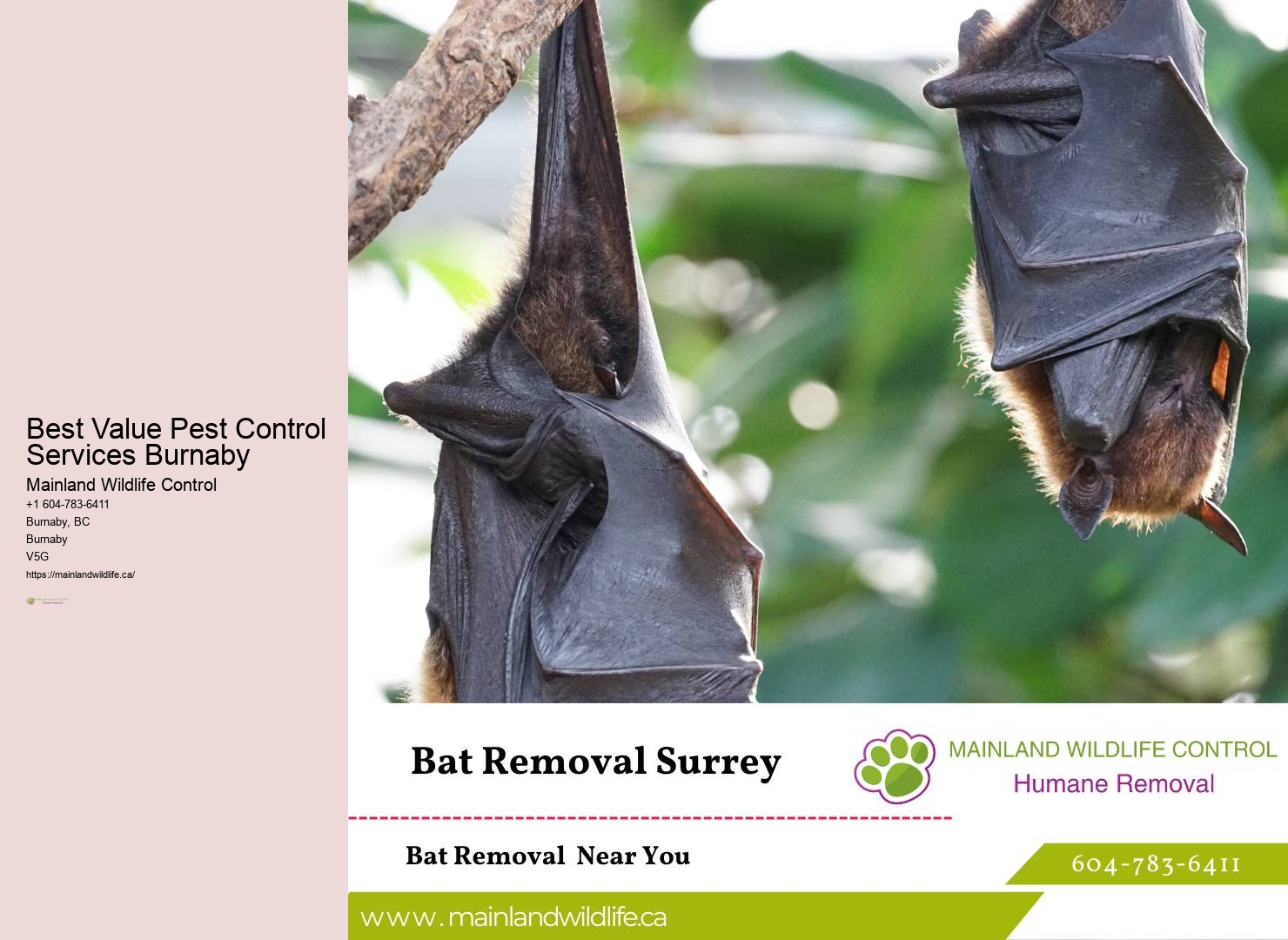 Pest Control Service Packages Burnaby