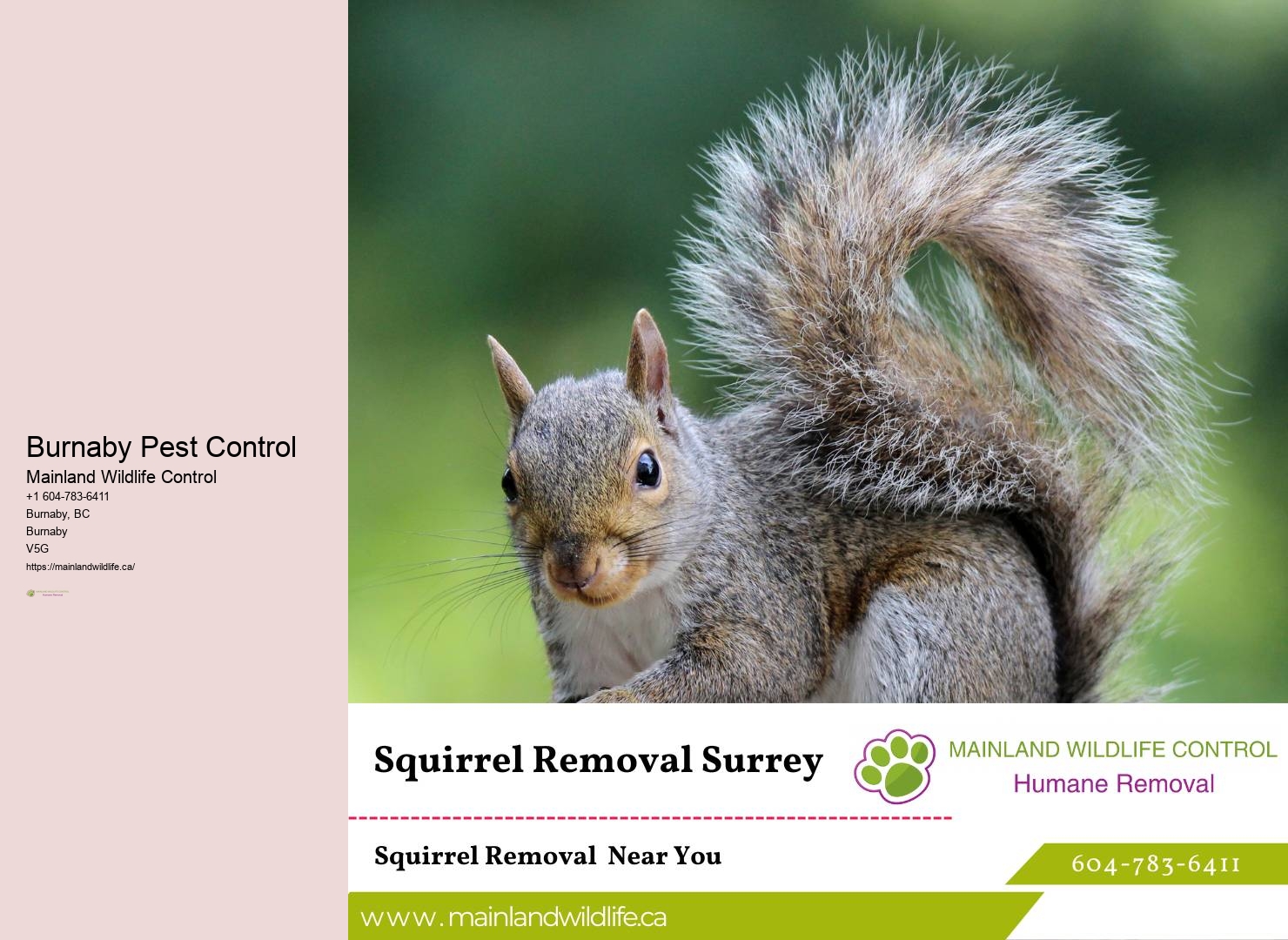 Local Pest Extermination Burnaby Experts