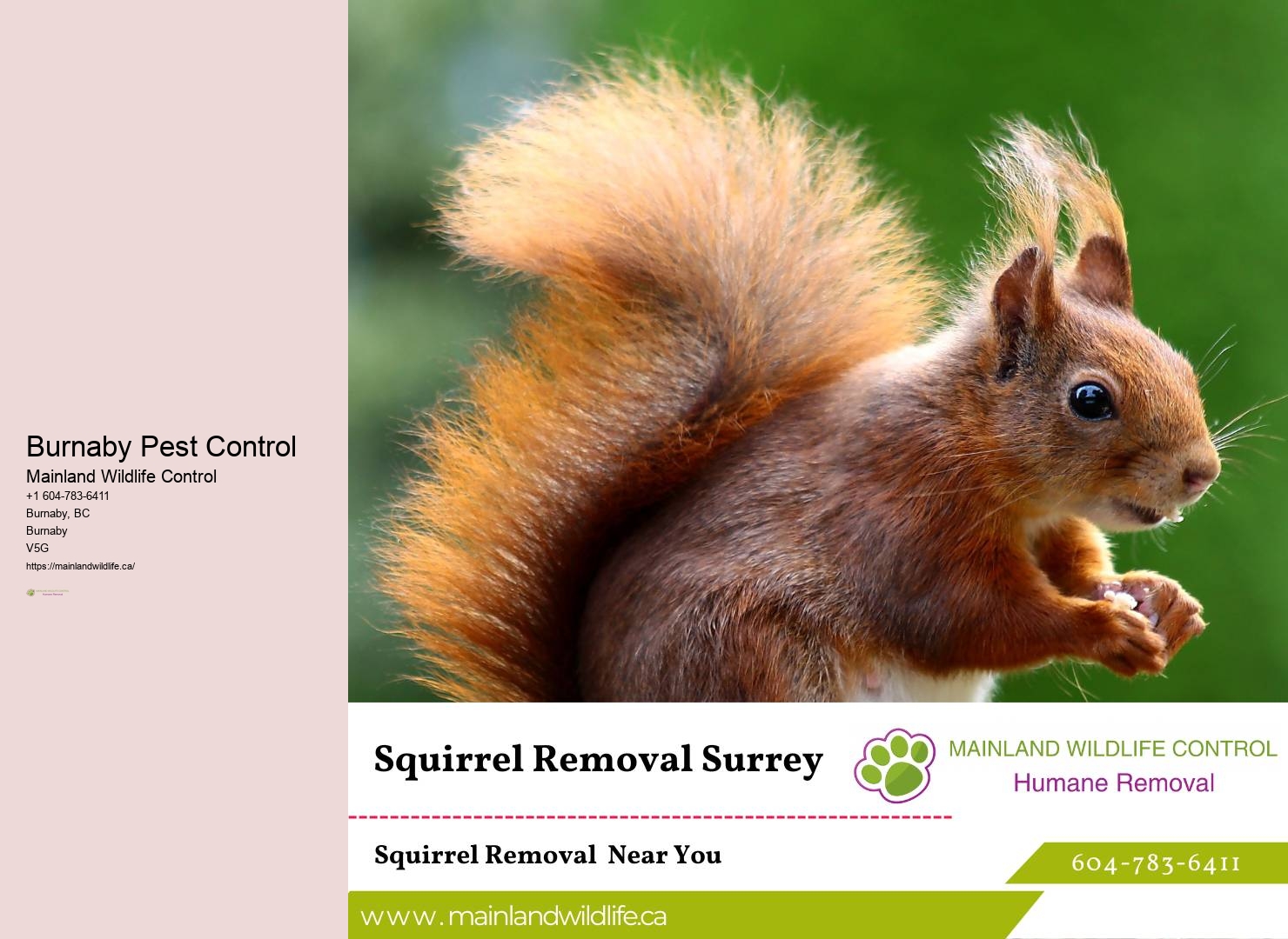 Thorough Pest Control Inspections Burnaby