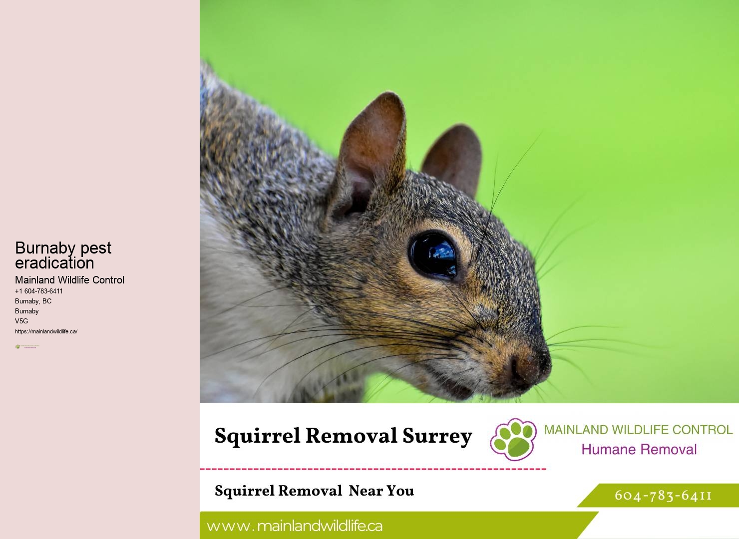 Reliable Pest Removal Services Burnaby