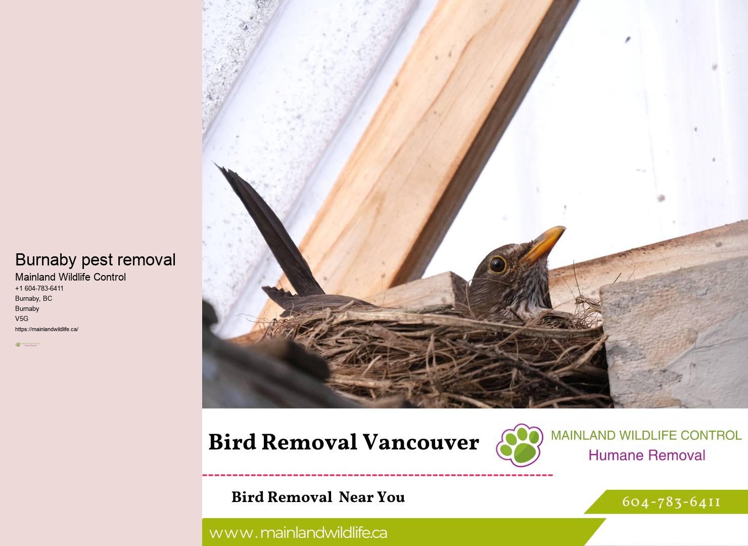 Premium Pest Control Solutions Burnaby