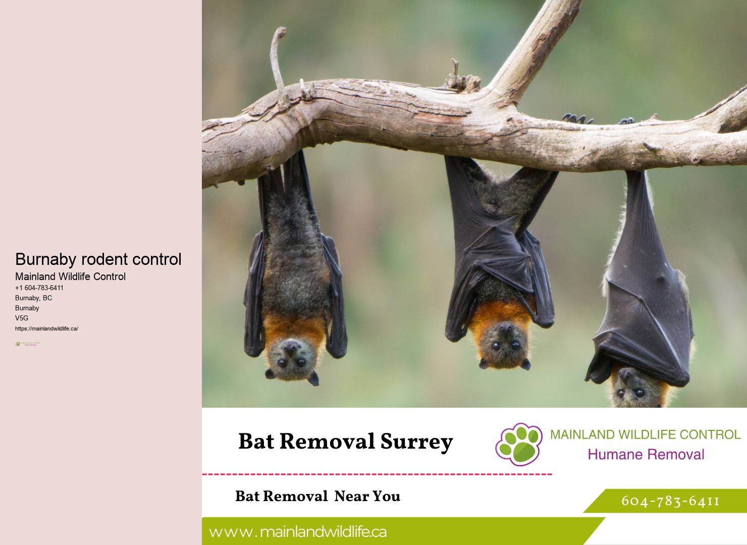 Local Pest Control Services Burnaby