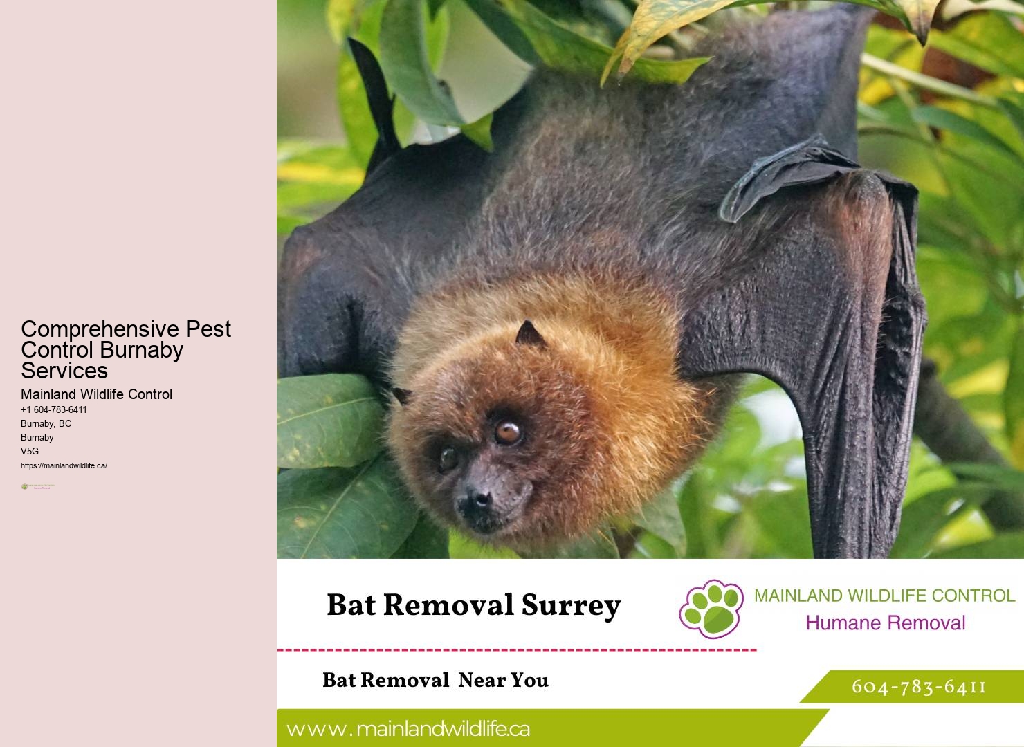 Dependable Pest Control Measures Burnaby