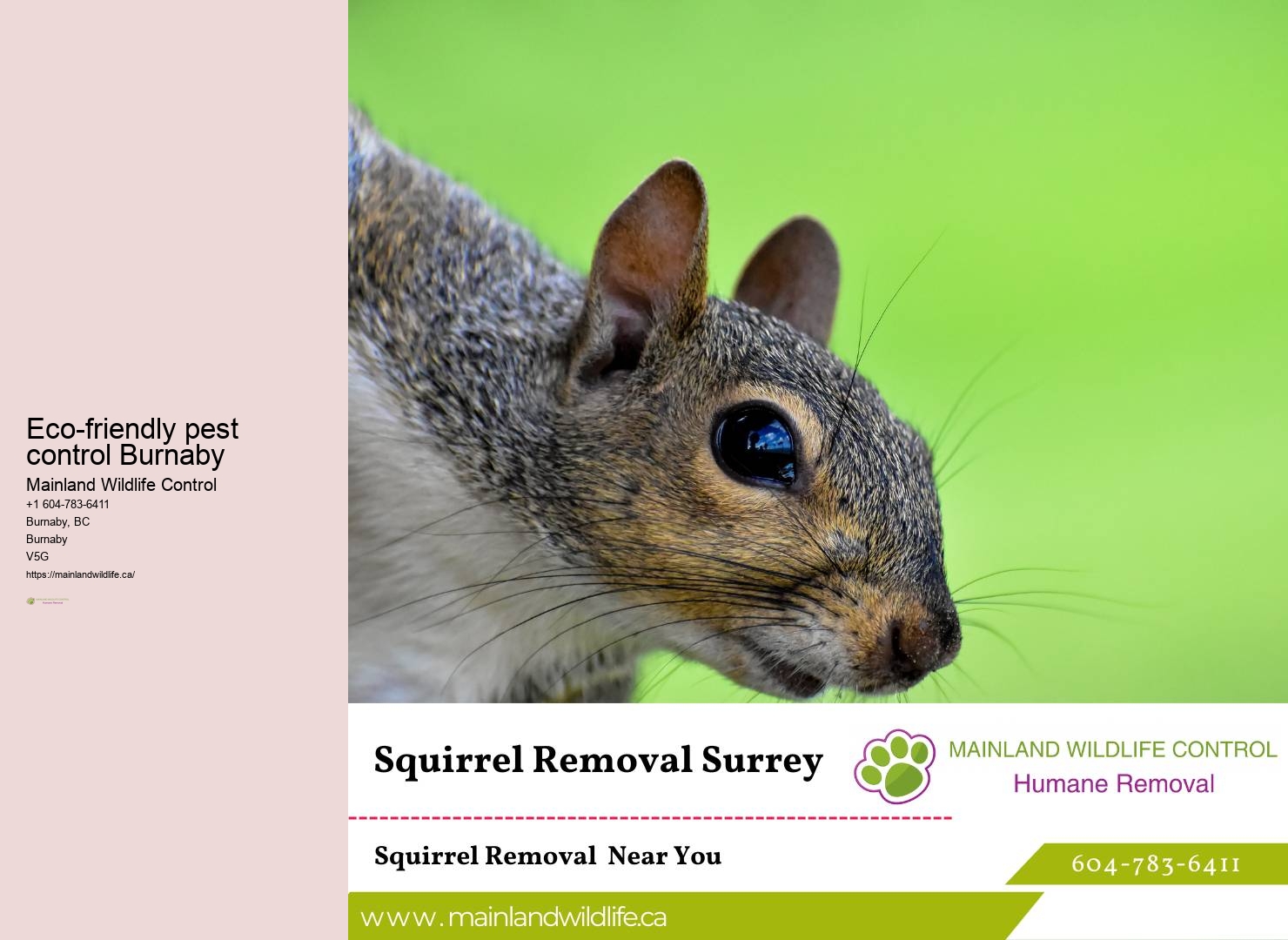 Professional Eco-friendly Pest Removal Burnaby