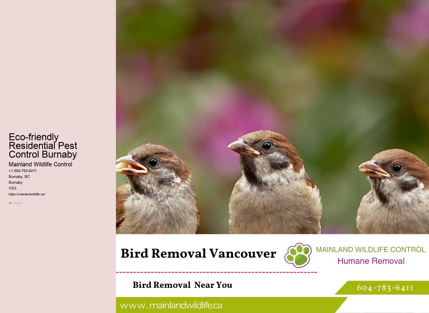 Top-rated Commercial Pest Extermination Services Burnaby