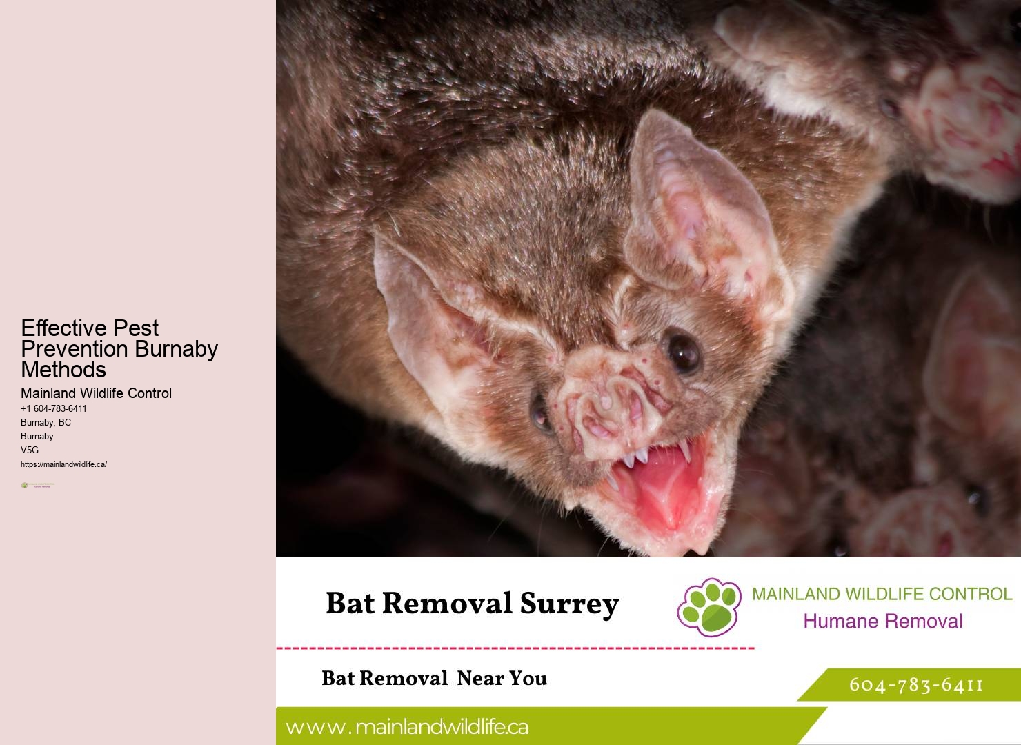 Safe Pest Control Burnaby