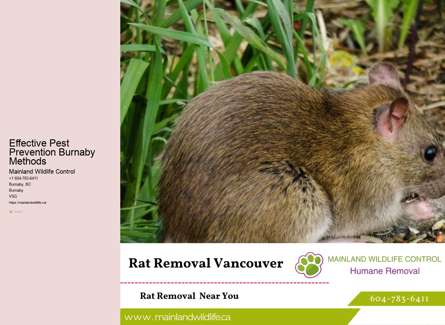 Hassle-free Pest Control Solutions Burnaby