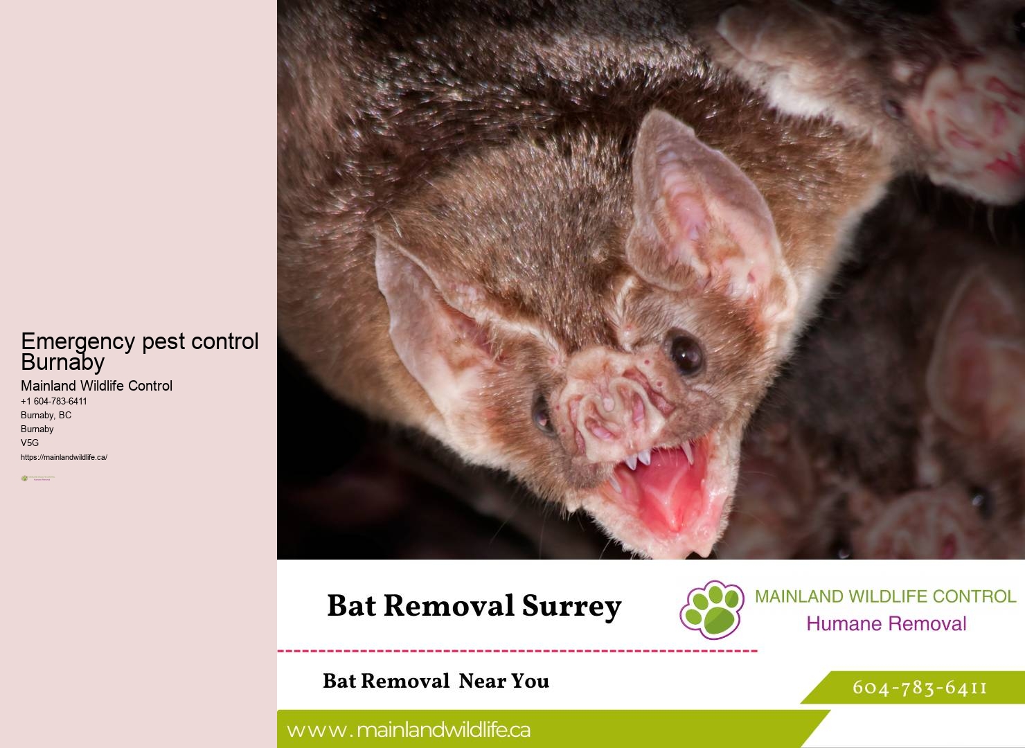 Advanced Eco-conscious Pest Removal Approaches Burnaby