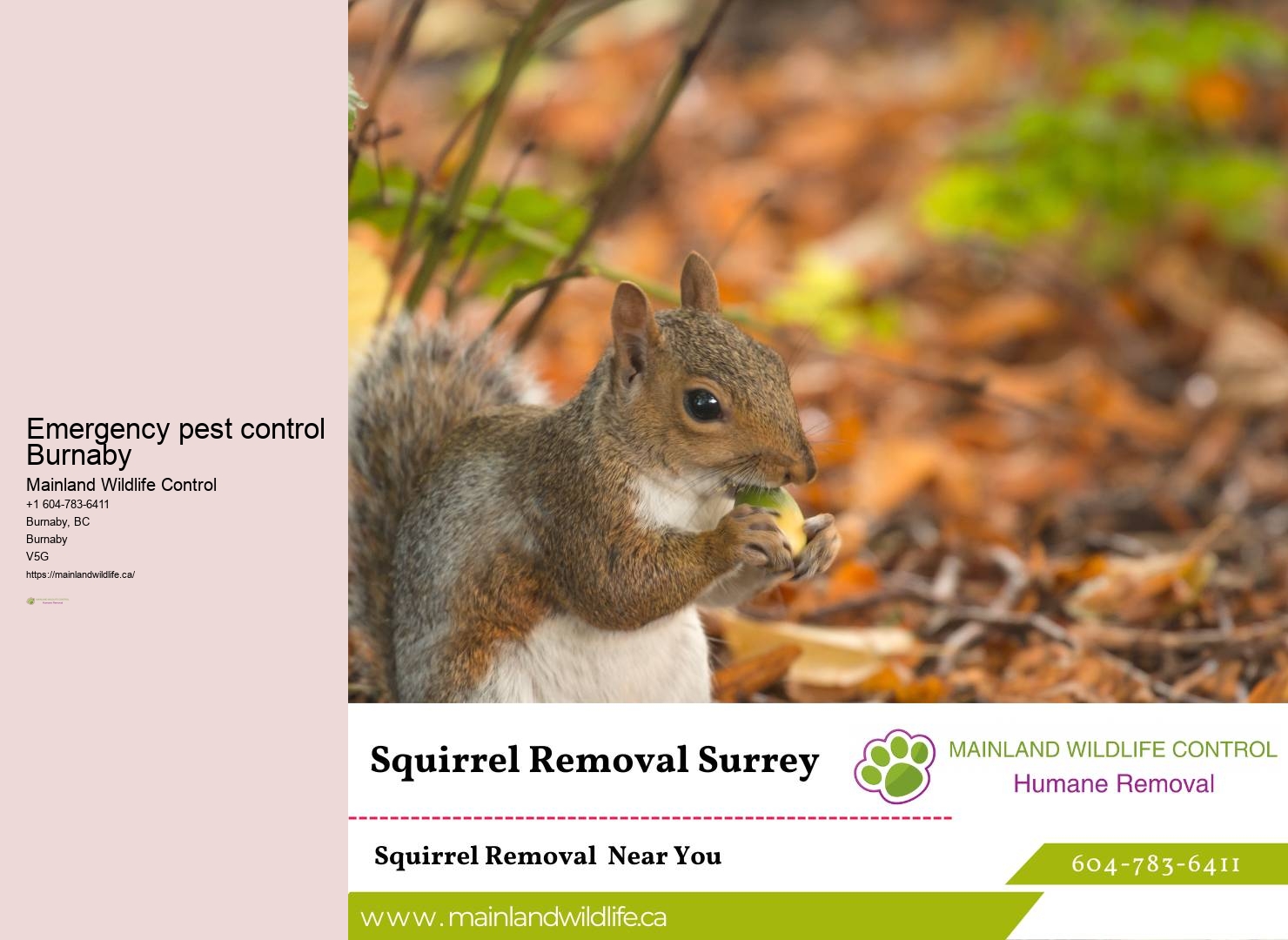Affordable Eco-conscious Pest Control Burnaby