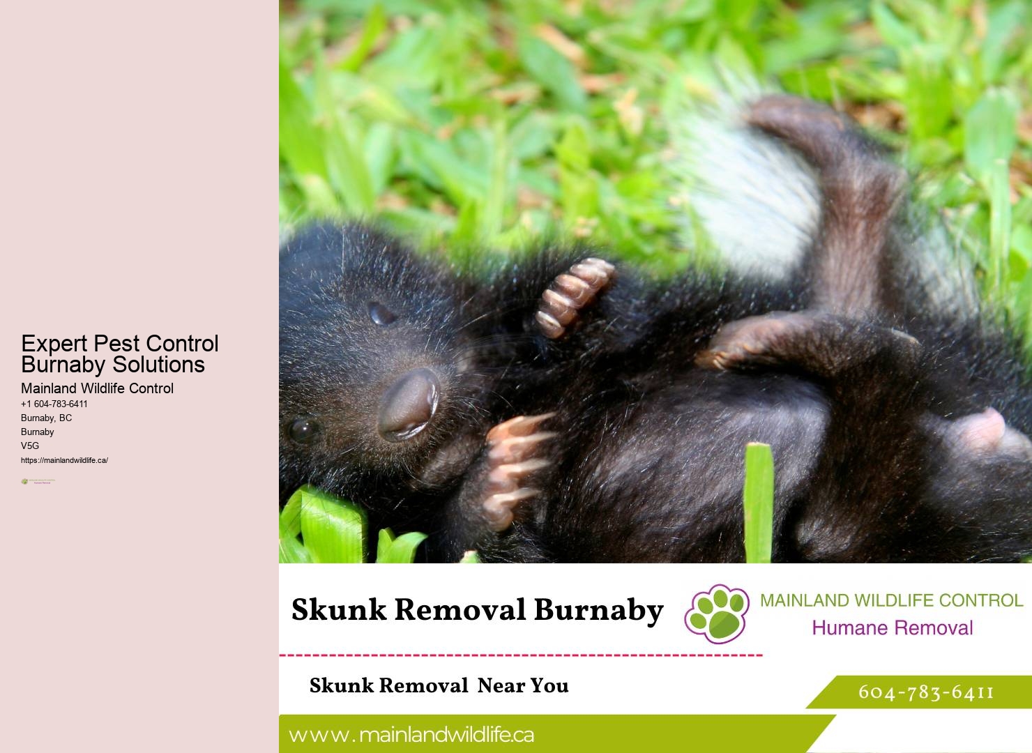 Eco-friendly Pest Control Solutions Burnaby