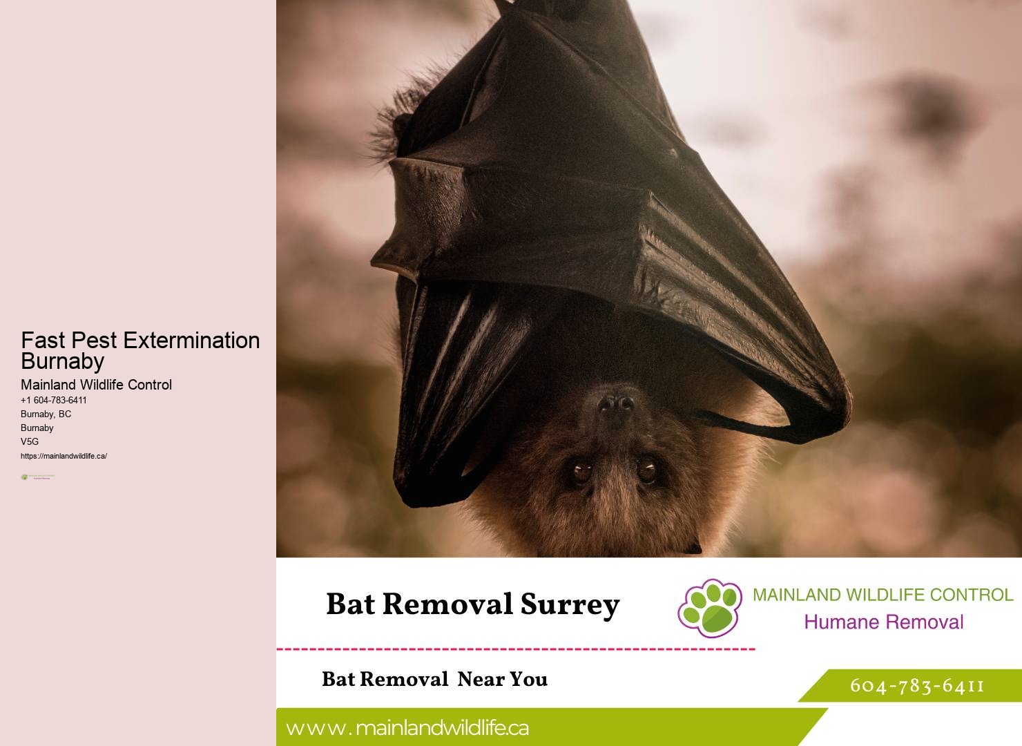 Quick Pest Control Solutions Burnaby