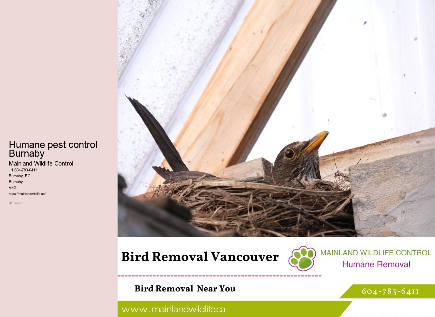 Emergency Pest Control Response Burnaby