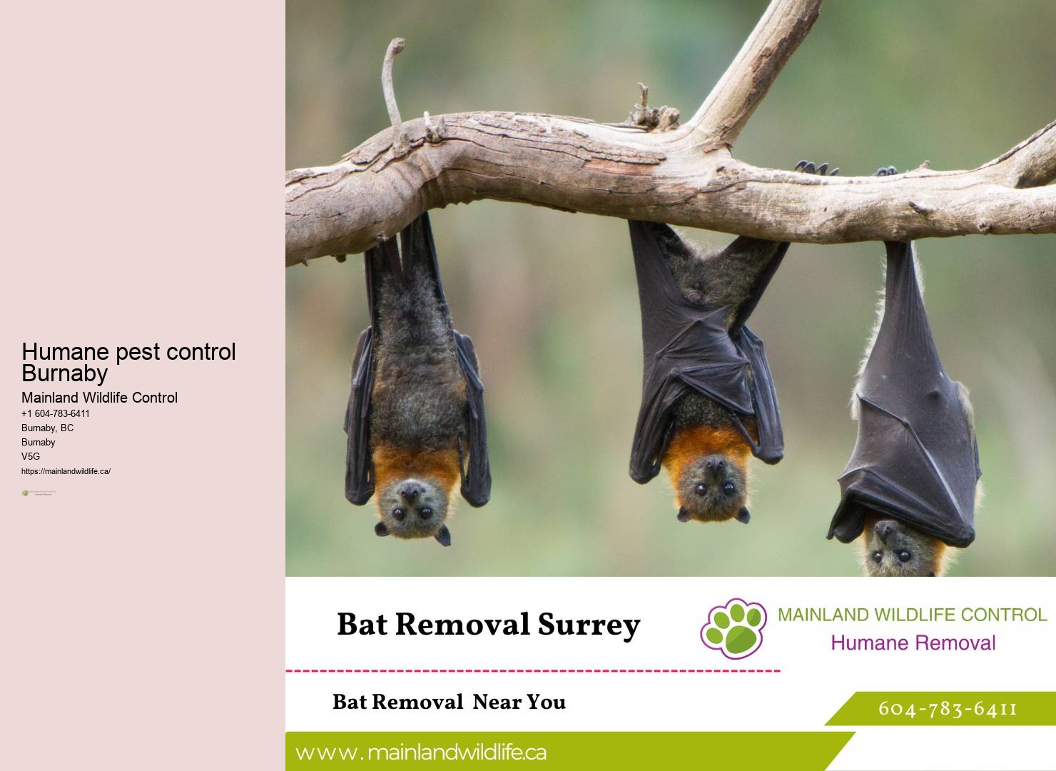 Comprehensive Pest Control Burnaby