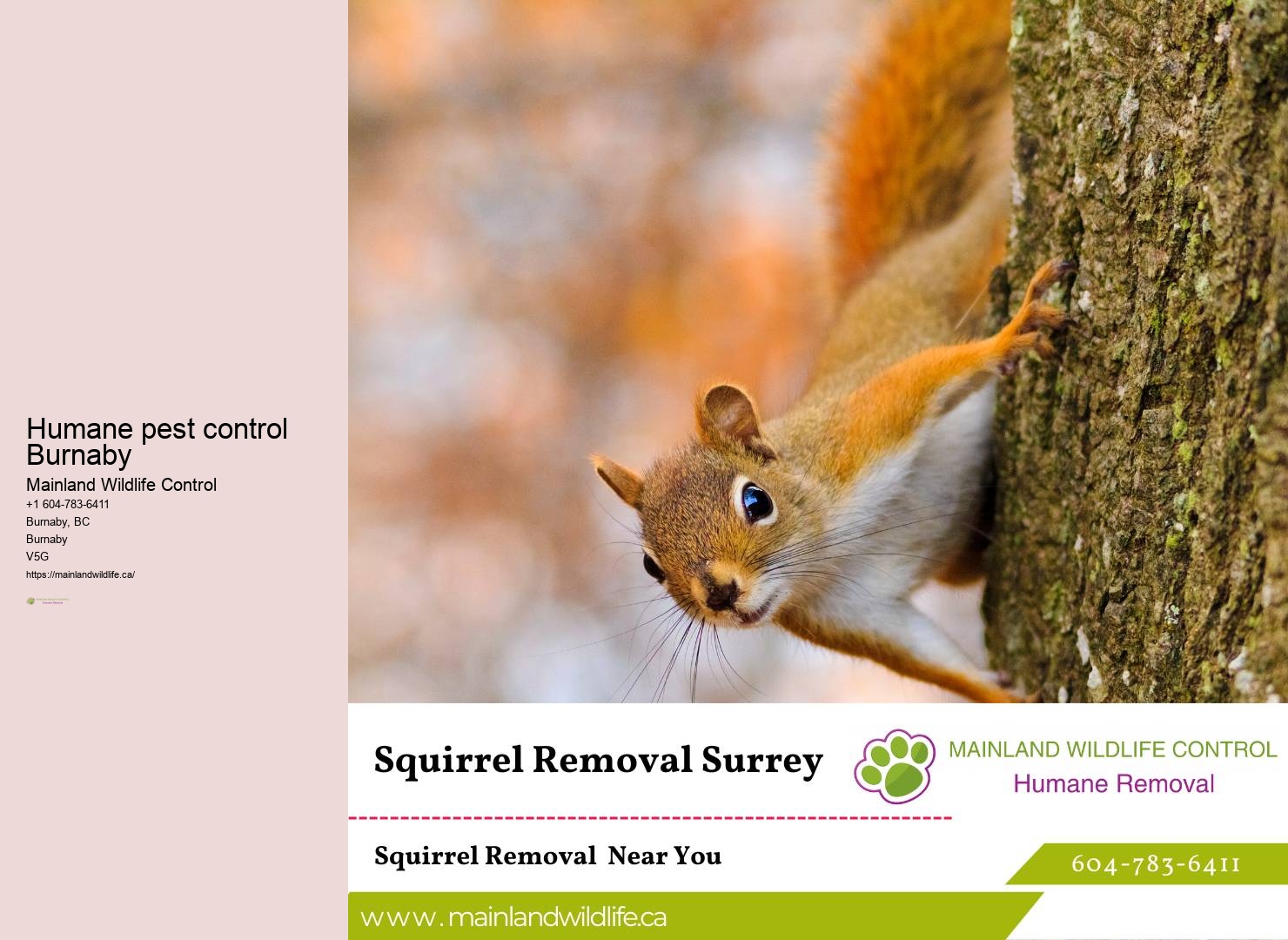 Termite Treatment Burnaby