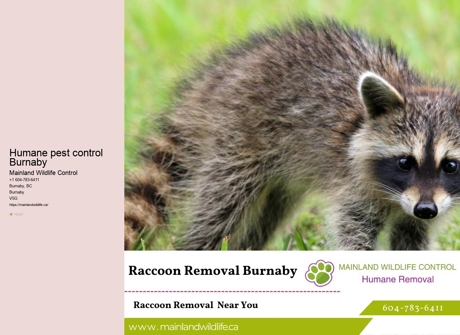 Best Pest Exterminators in Burnaby