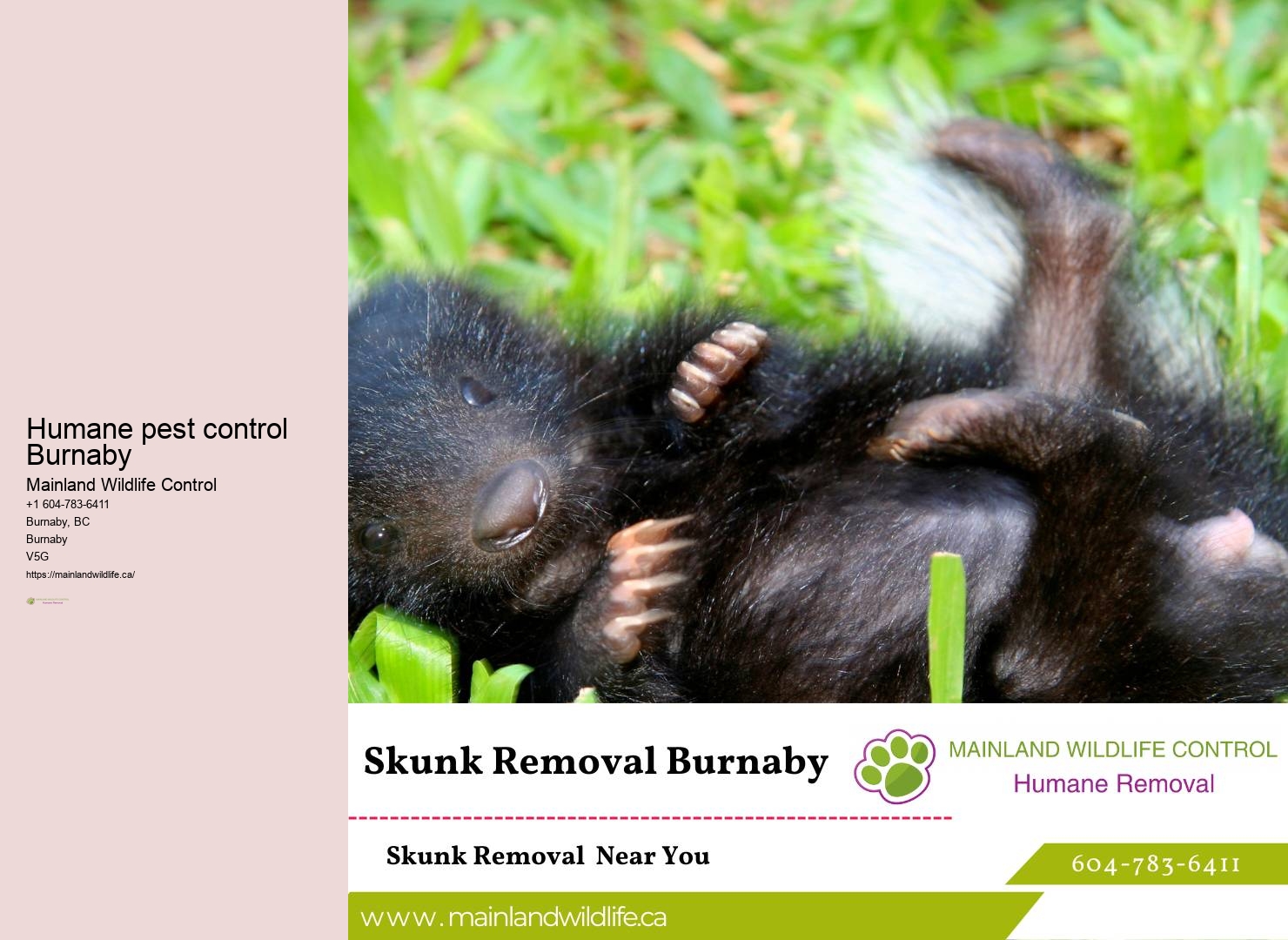 Comprehensive Commercial Pest Removal Burnaby