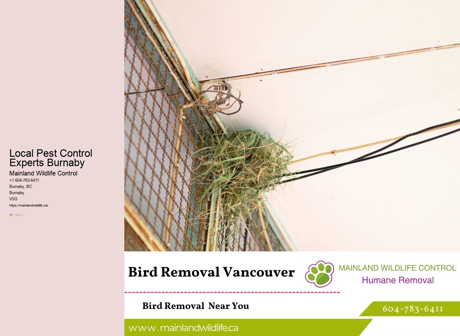 Fast and Reliable Pest Control Burnaby