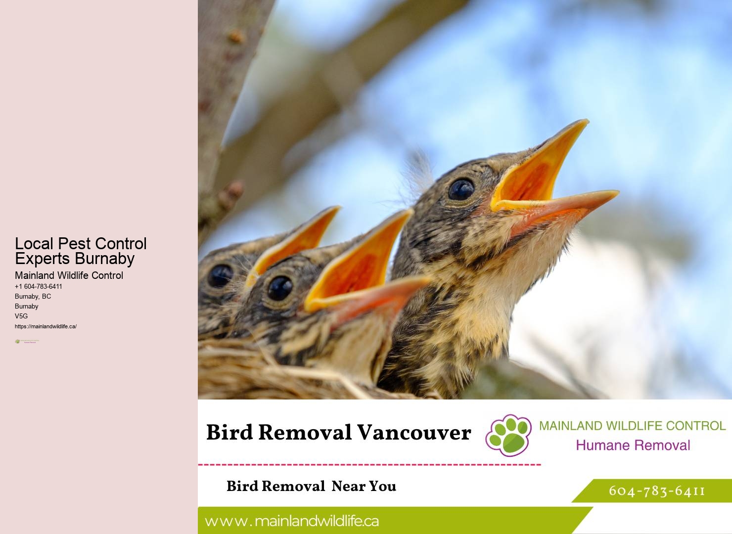 Professional Pest Control Burnaby