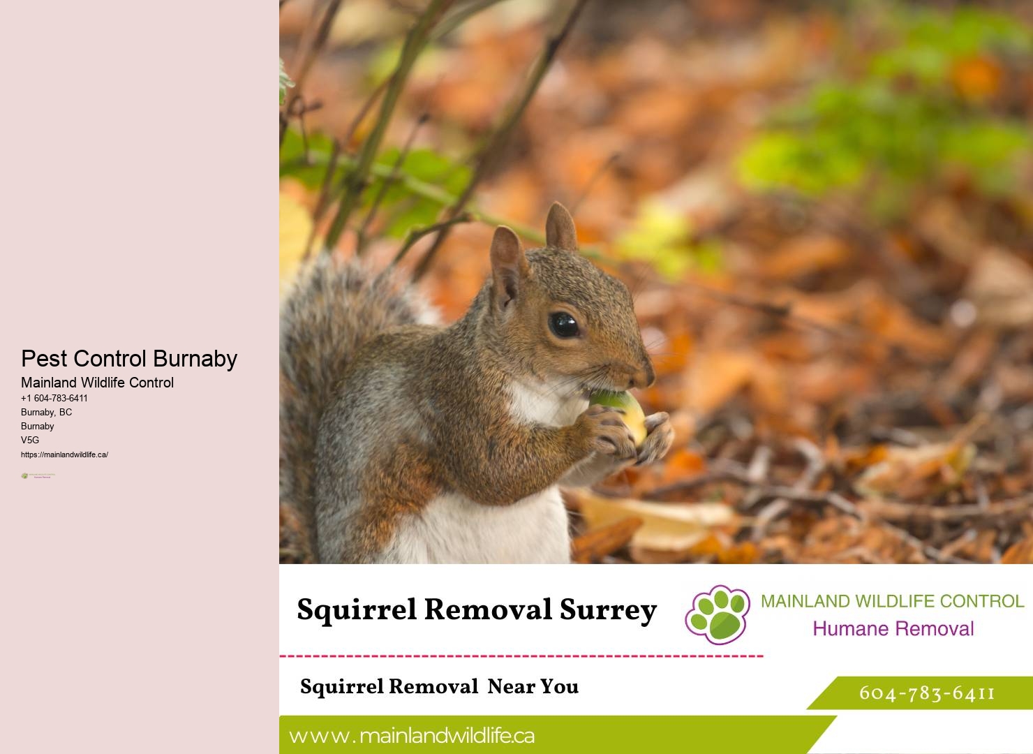 Trusted Residential Pest Eradication Burnaby