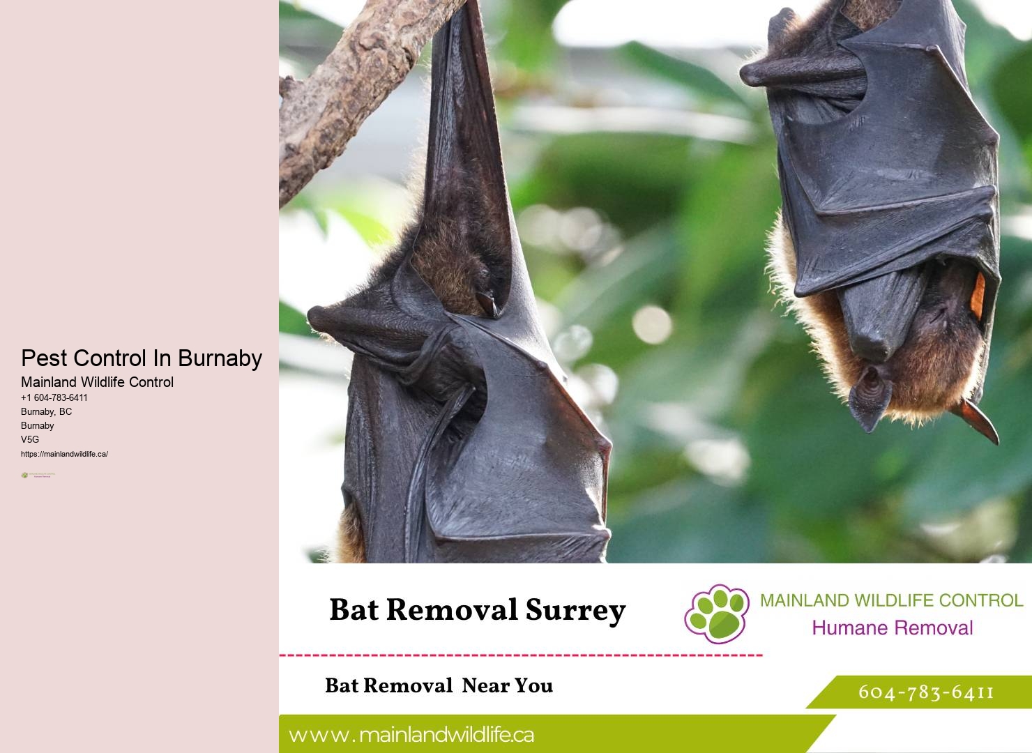 Expert Eco-conscious Pest Prevention Services Burnaby