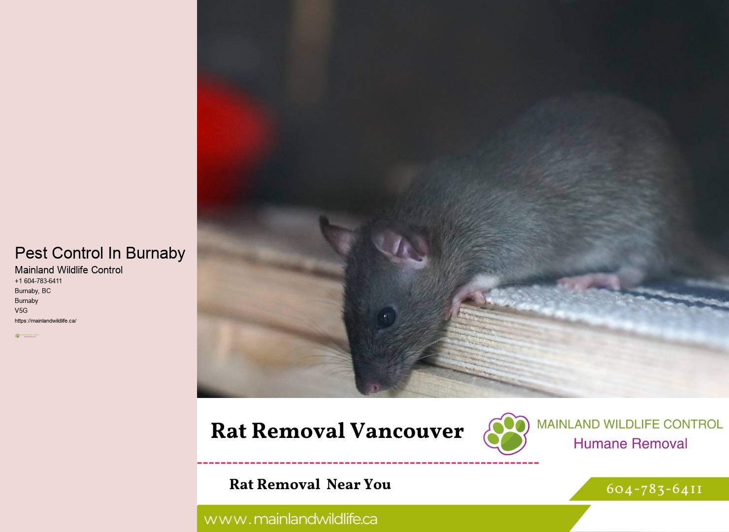 Comprehensive Residential Pest Eradication Burnaby