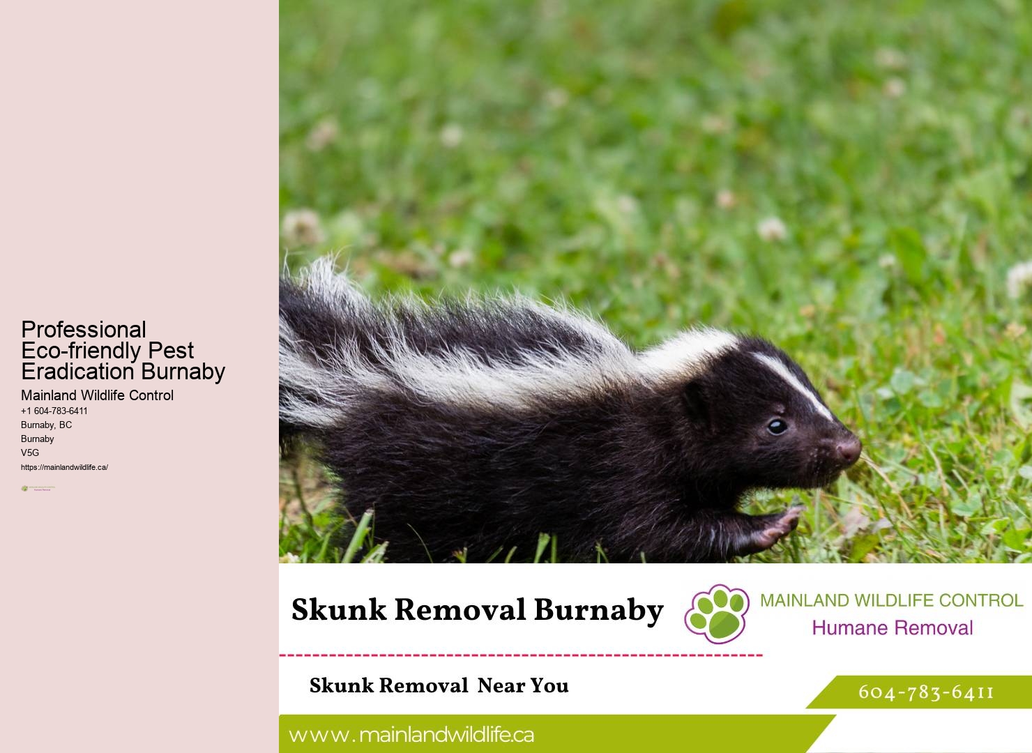 Professional Eco-conscious Pest Control Burnaby