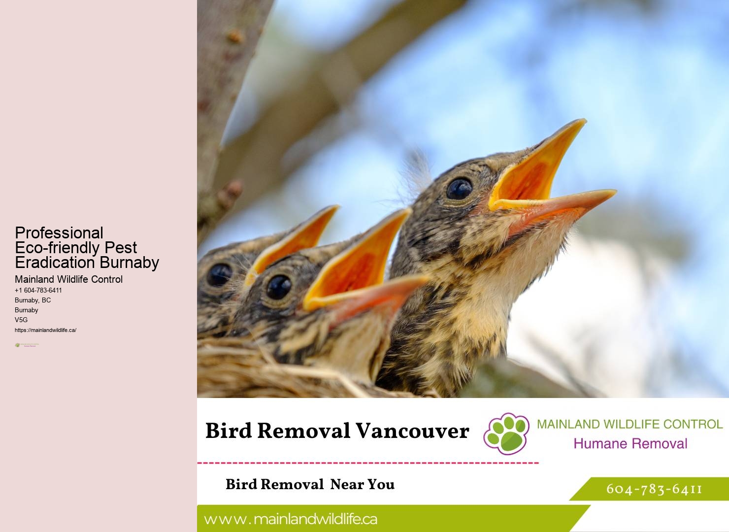Leading Pest Removal Burnaby Company