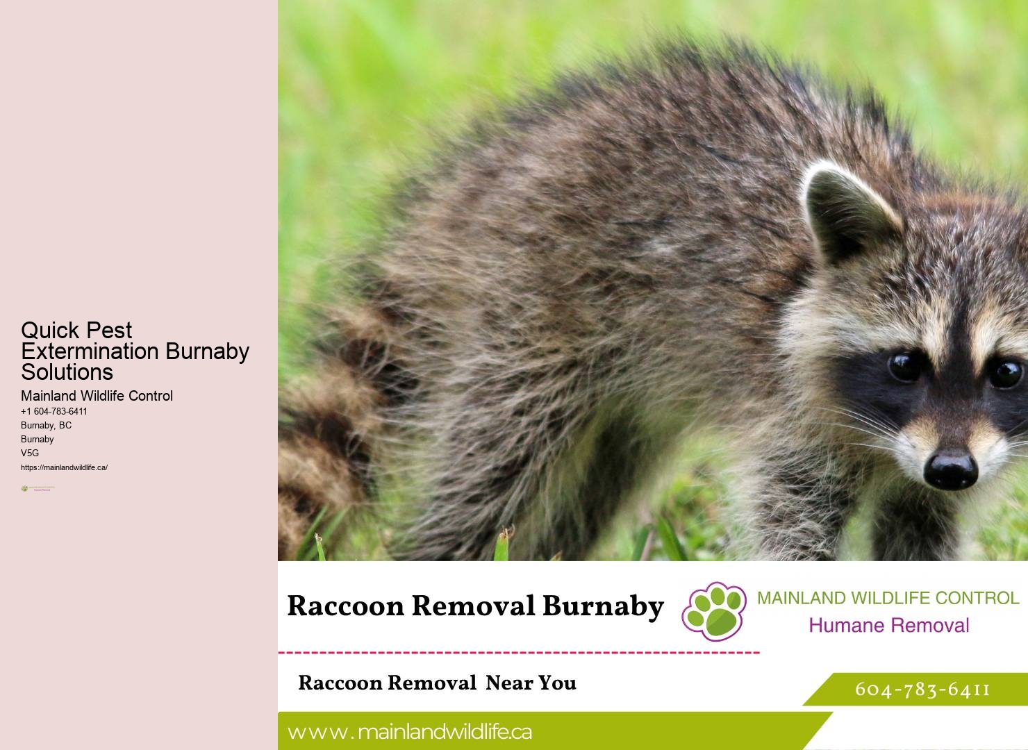 Professional Eco-conscious Pest Prevention Burnaby