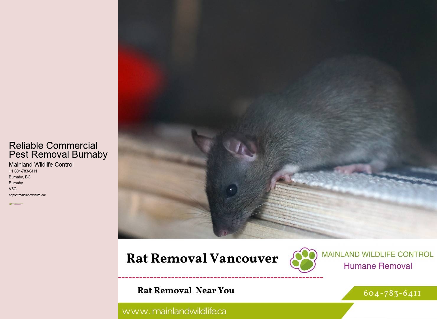 Trustworthy Pest Control Company Burnaby