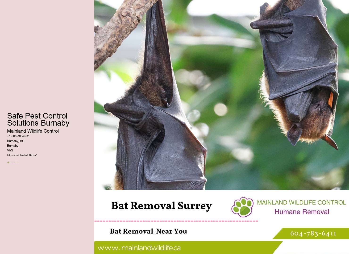 Preventive Pest Control Services Burnaby