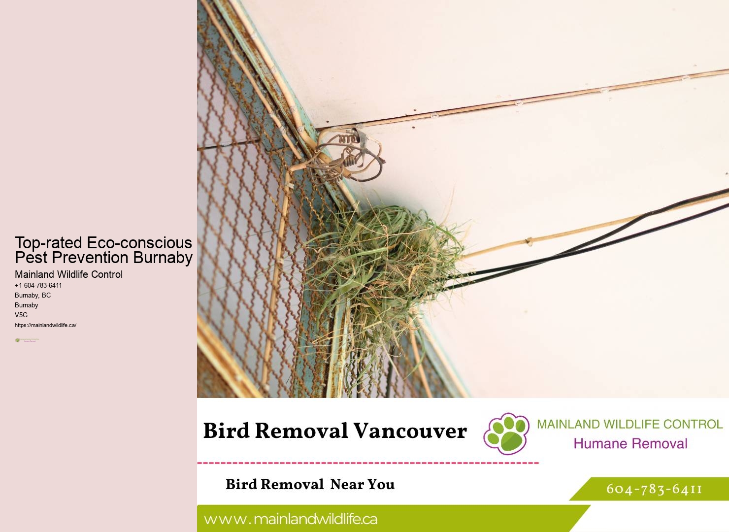 Expert Pest Control Companies Burnaby