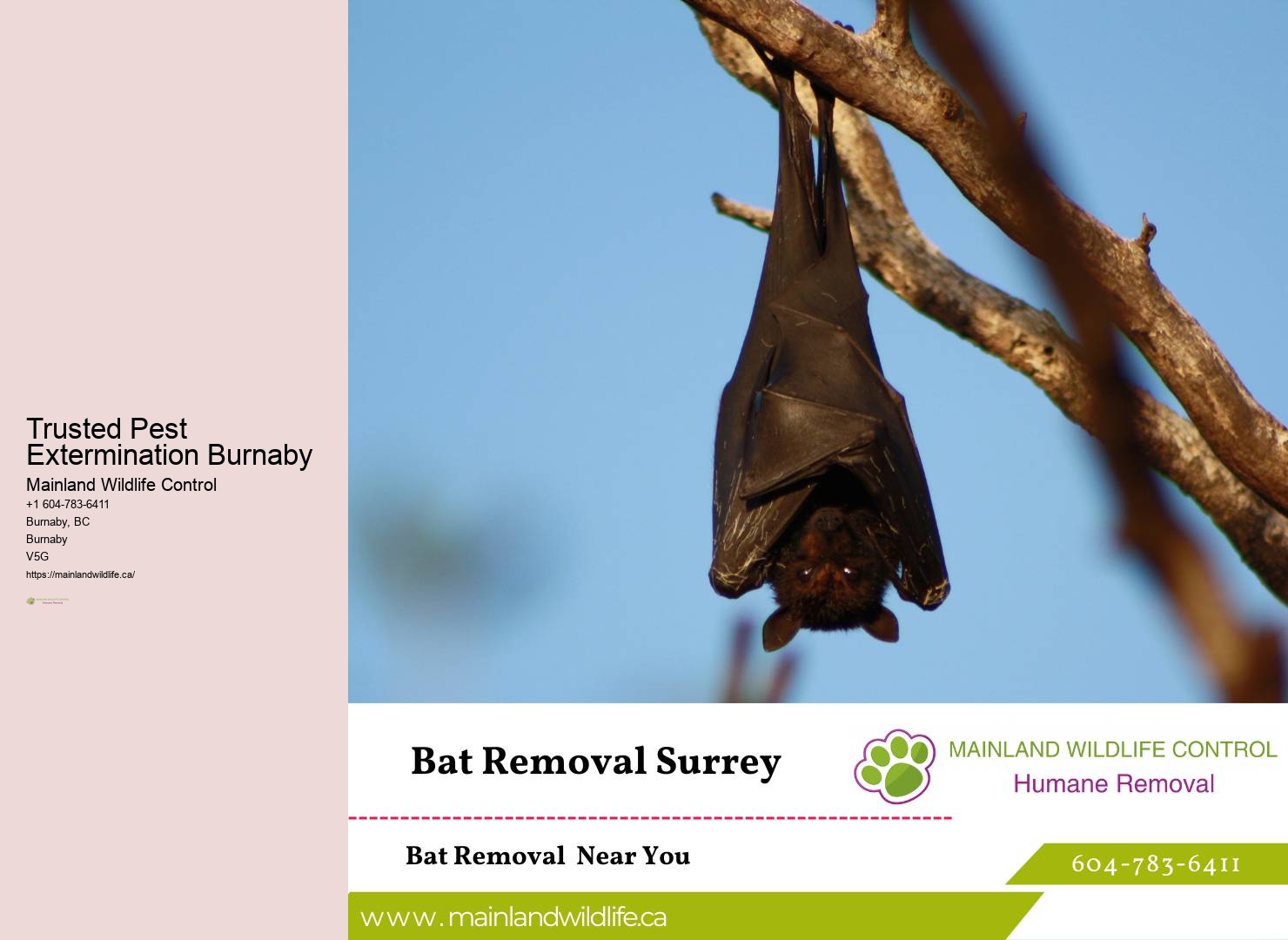 Detailed Pest Control Reports Burnaby