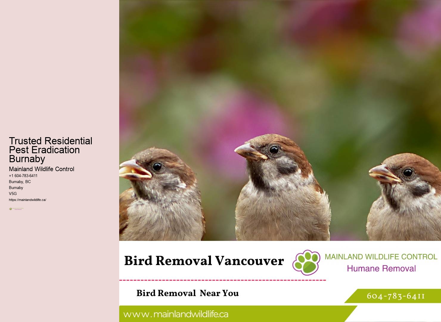 Top-rated Commercial Pest Eradication Burnaby
