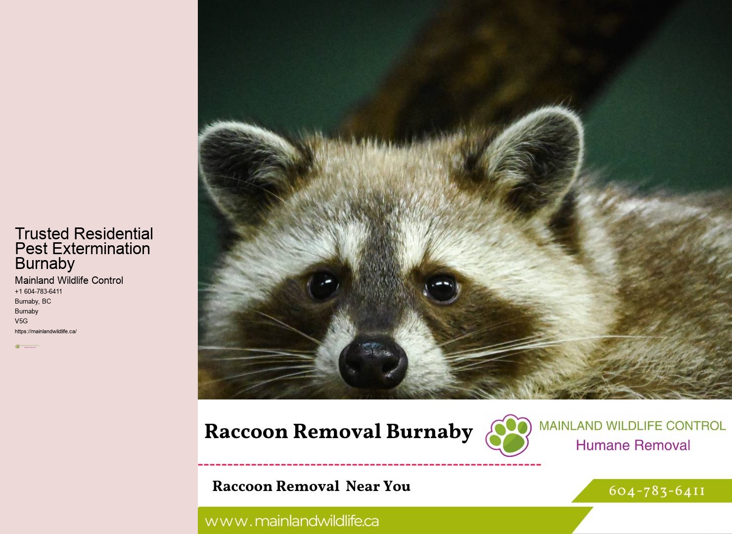 Affordable Commercial Pest Prevention Burnaby