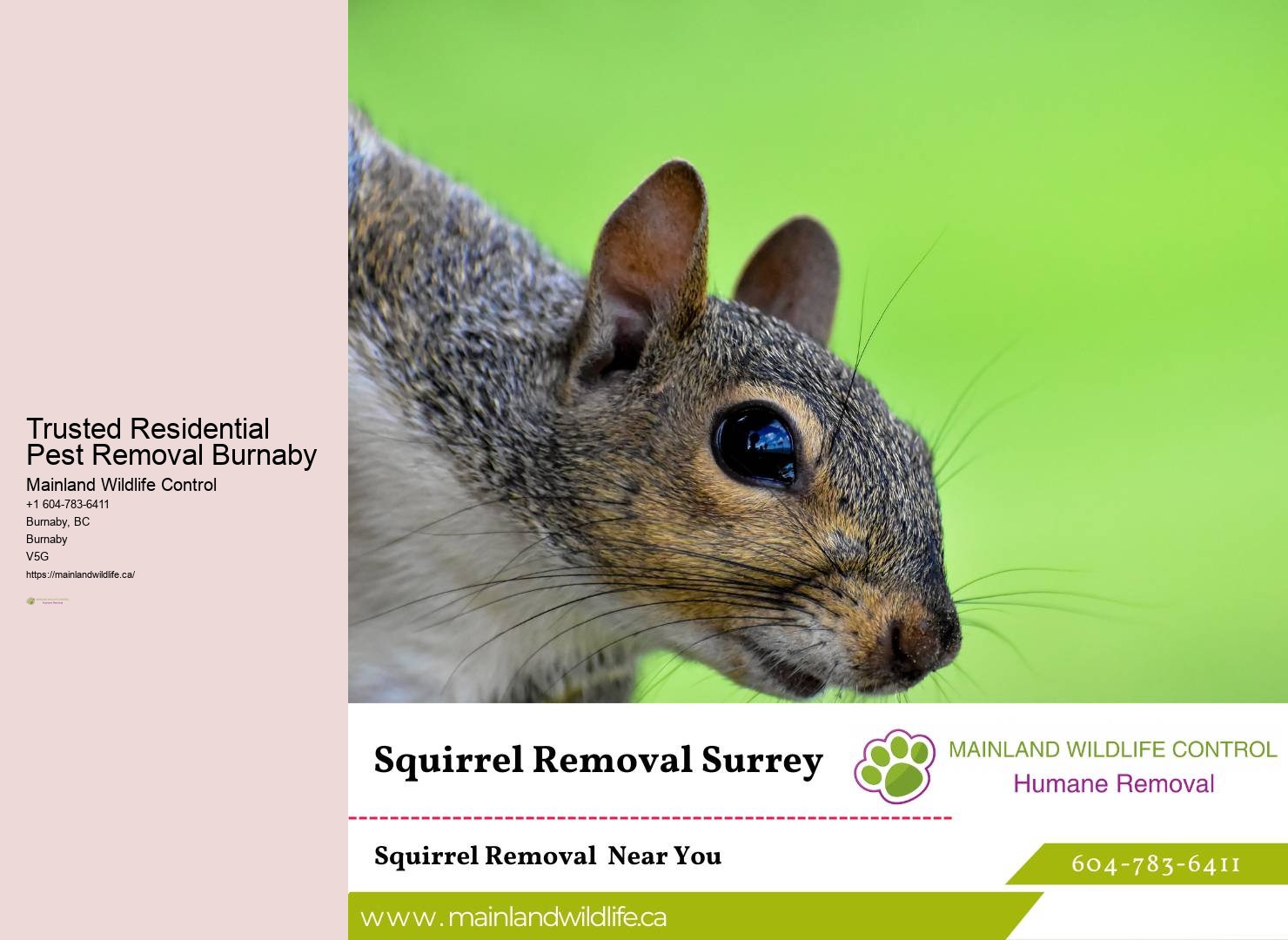 Affordable Eco-conscious Pest Control Burnaby