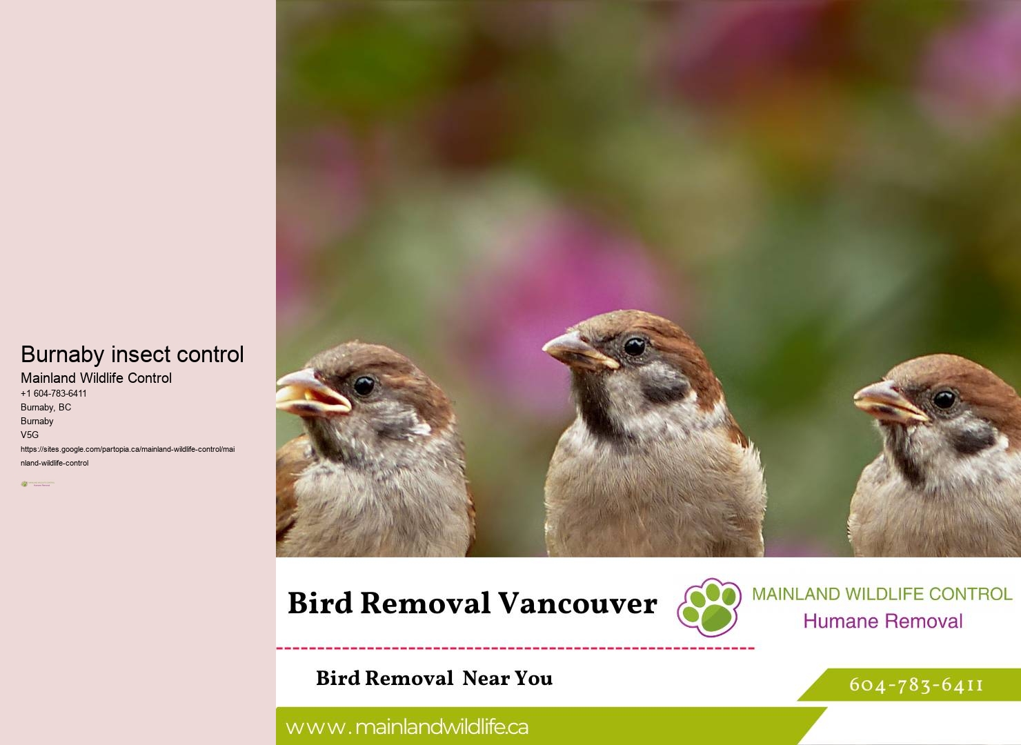 Eco-conscious Pest Prevention Burnaby