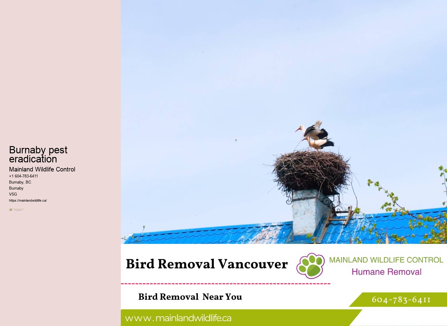 Affordable Extermination Services Burnaby
