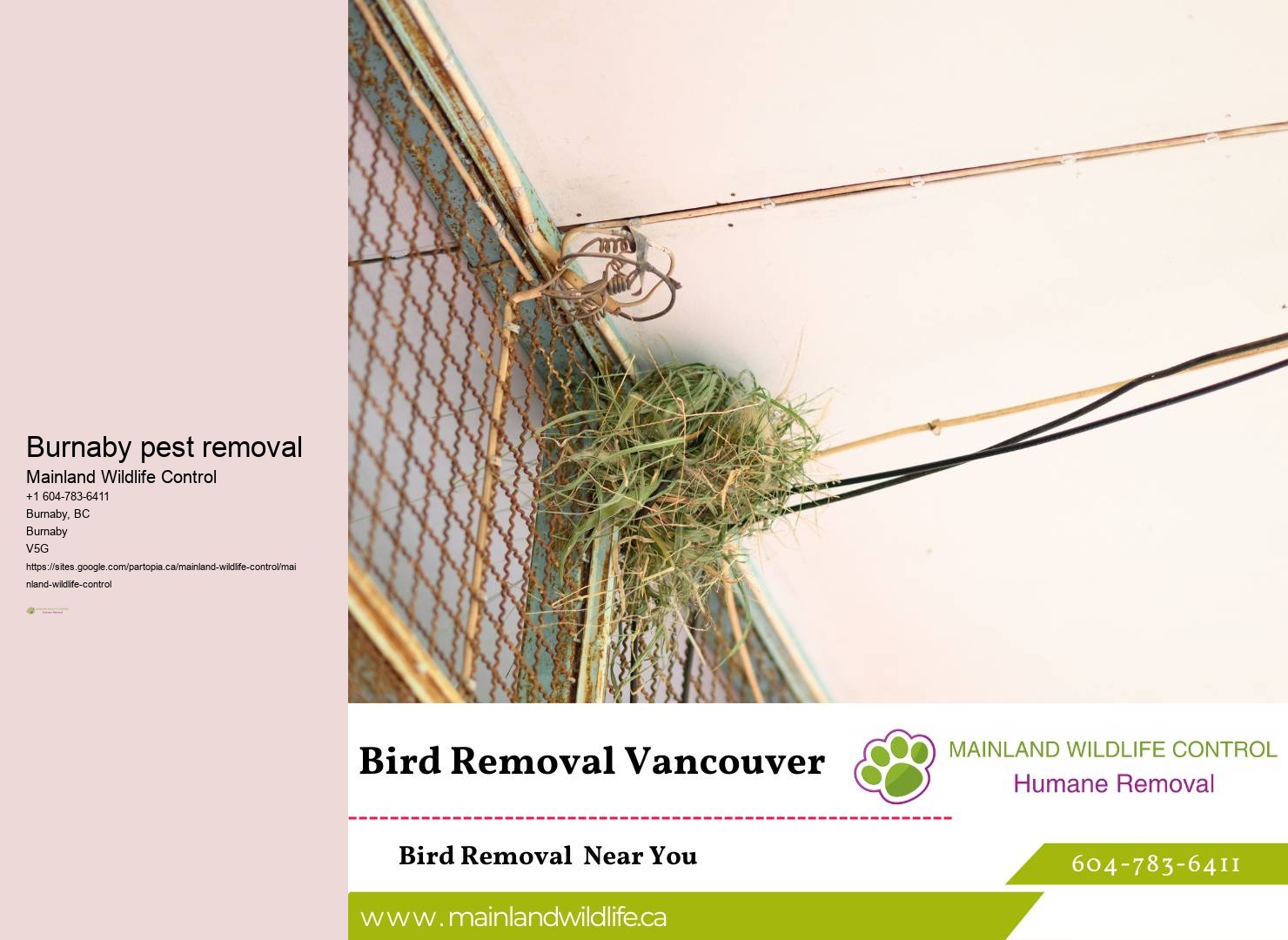 Ant Extermination Services Burnaby