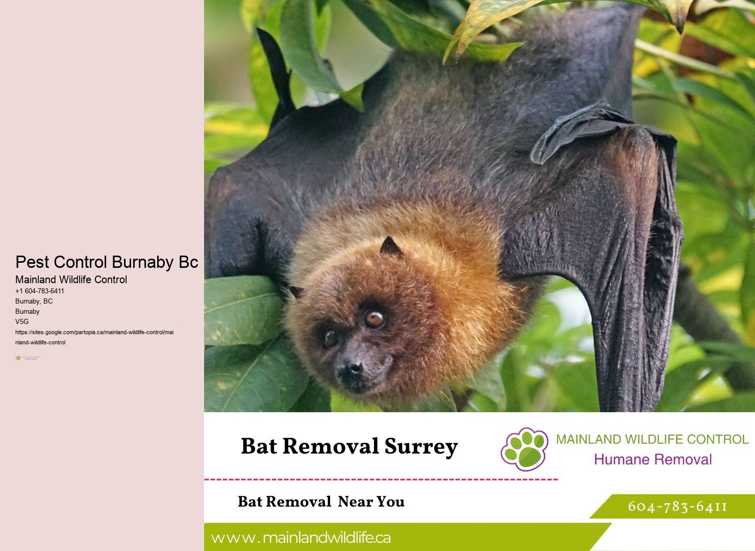 Professional Commercial Pest Eradication Burnaby