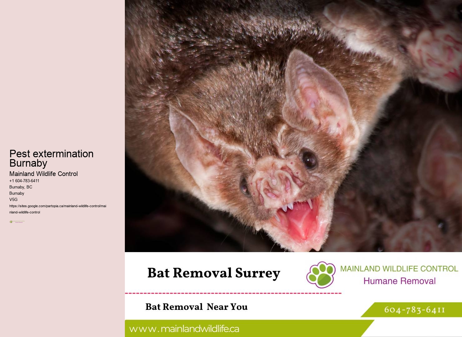 Local Pest Control Experts Burnaby
